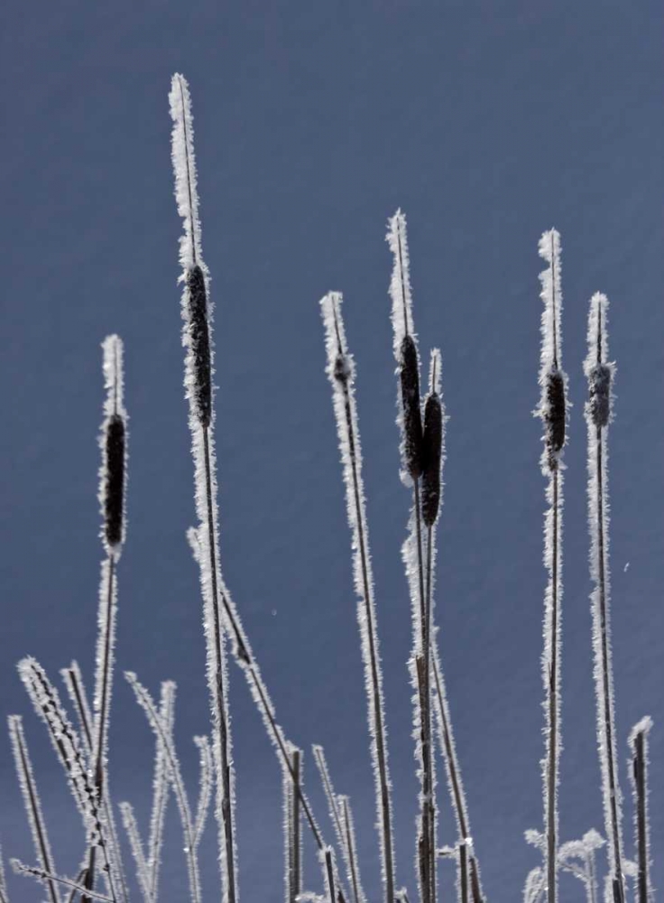 Canada, BC Bulrushes coated with hoar frost